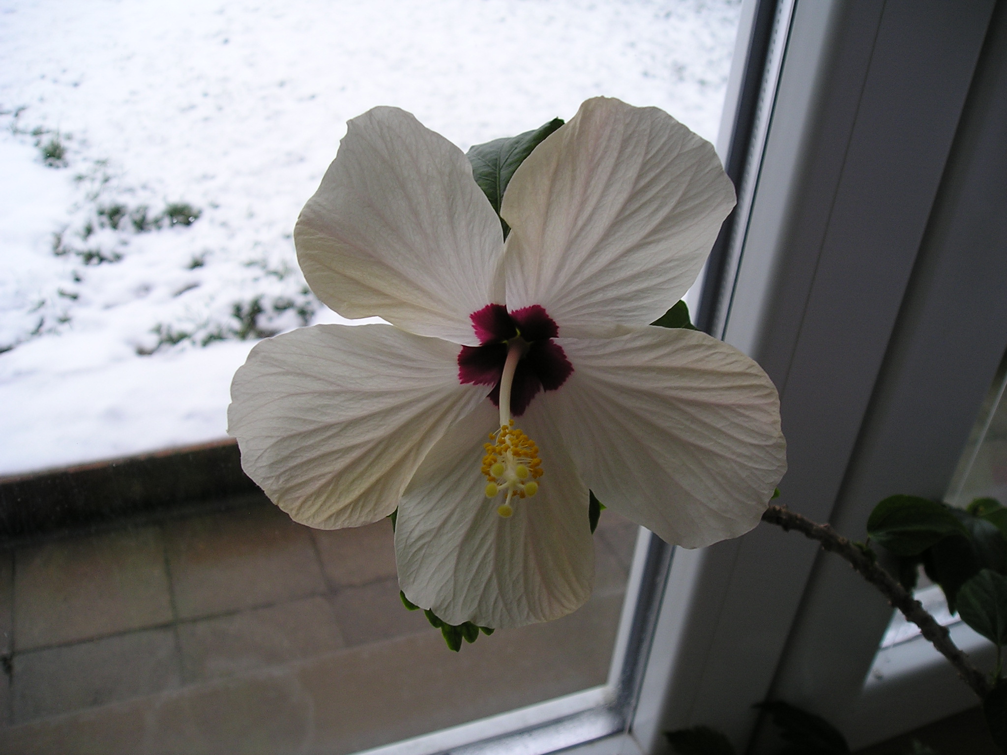 Býlí s fial.středem.JPG